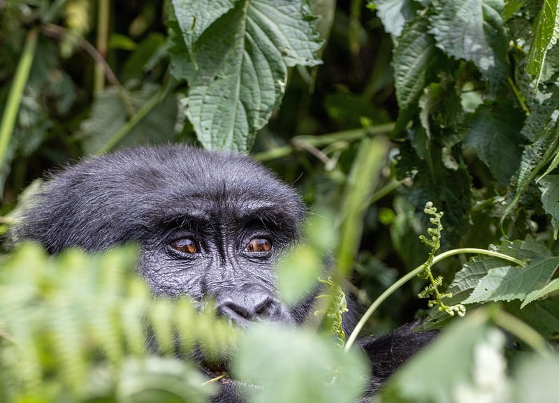 Gorilla Trekking