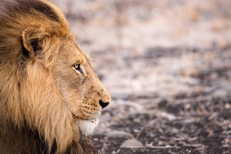 Safari in the Serengeti