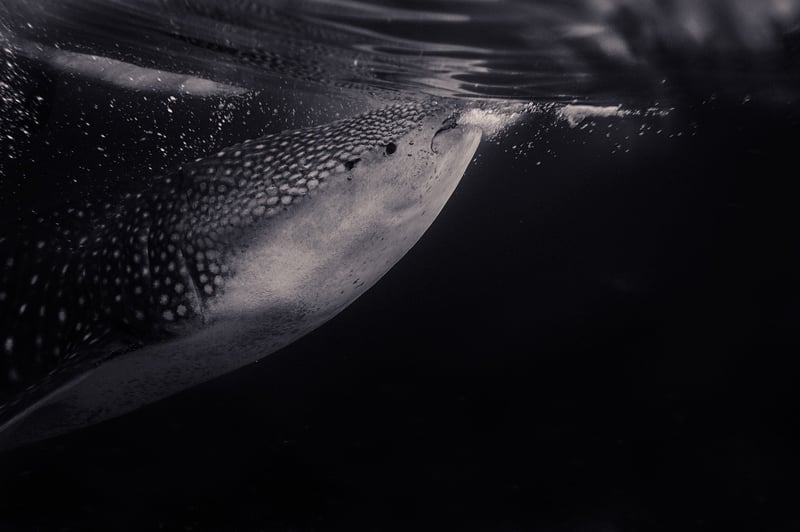 Swimming with Whale Sharks